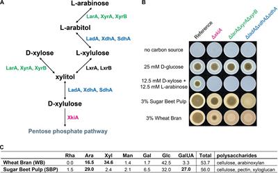 Re-routing of Sugar Catabolism Provides a Better Insight Into Fungal Flexibility in Using Plant Biomass-Derived Monomers as Substrates